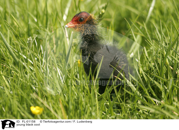 young black coot / FL-01158