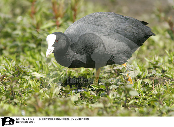 Eurasian coot / FL-01178