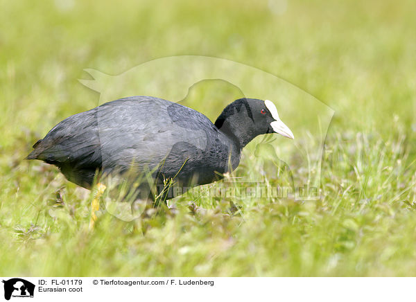 Eurasian coot / FL-01179