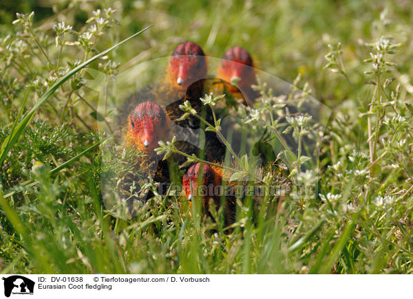 Blsshuhn Kken / Eurasian Coot fledgling / DV-01638