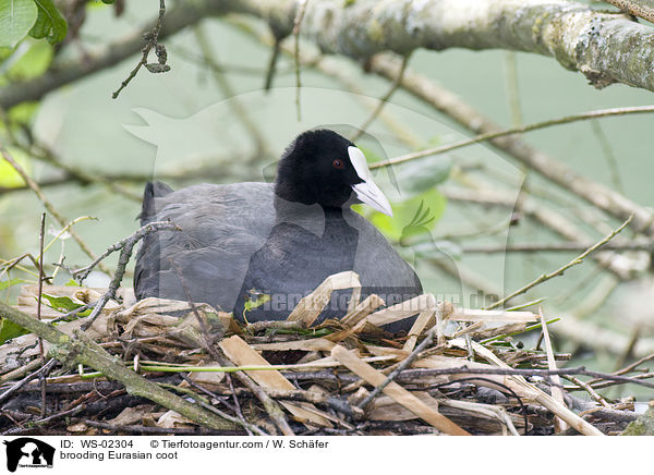 Blsshuhn bei der Brutpflege / brooding Eurasian coot / WS-02304
