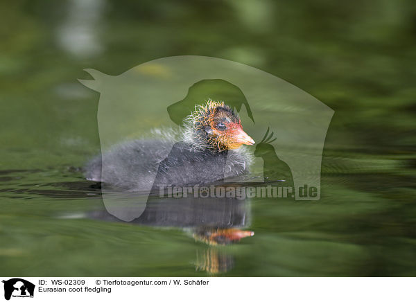 Eurasian coot fledgling / WS-02309