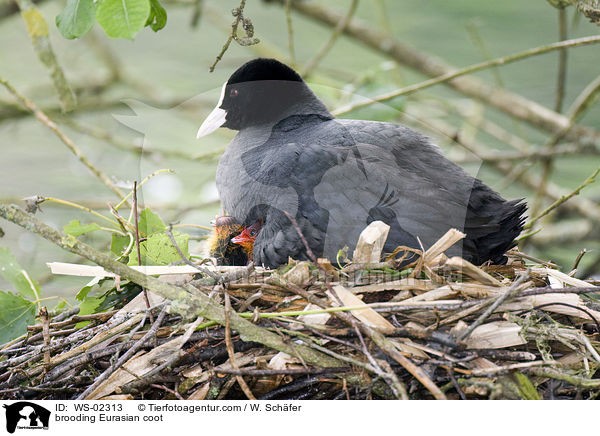 Blsshuhn bei der Brutpflege / brooding Eurasian coot / WS-02313