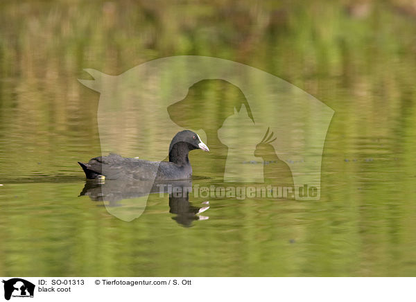 Blsshuhn / black coot / SO-01313