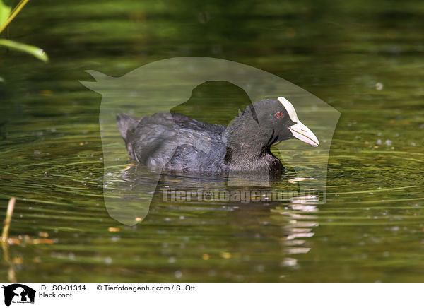 Blsshuhn / black coot / SO-01314