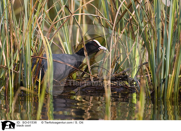 Blsshuhn / black coot / SO-01536
