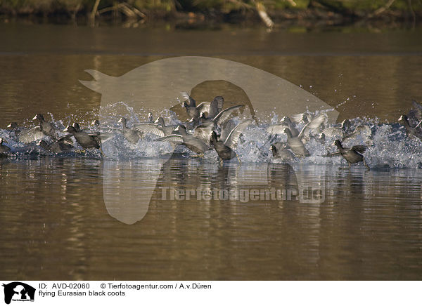flying Eurasian black coots / AVD-02060