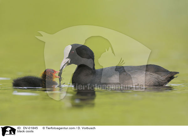 black coots / DV-01845