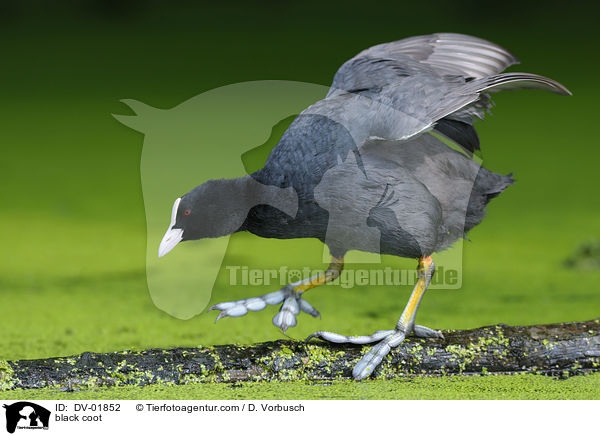 black coot / DV-01852