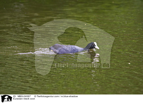 Eurasian black coot / MBS-04067