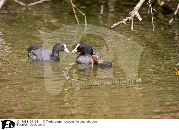 Blsshhner / Eurasian black coots / MBS-04108