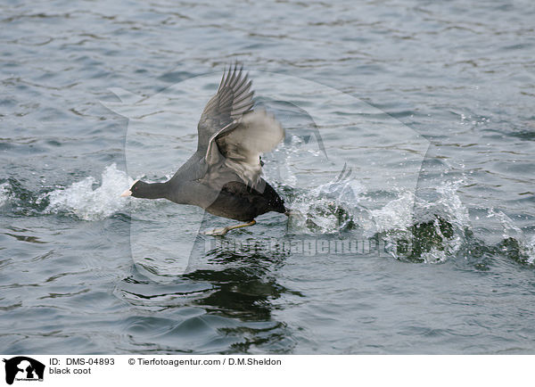 Blsshuhn / black coot / DMS-04893