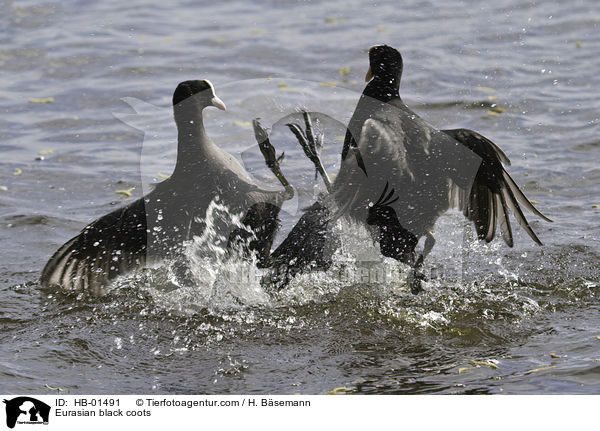 Blsshhner / Eurasian black coots / HB-01491