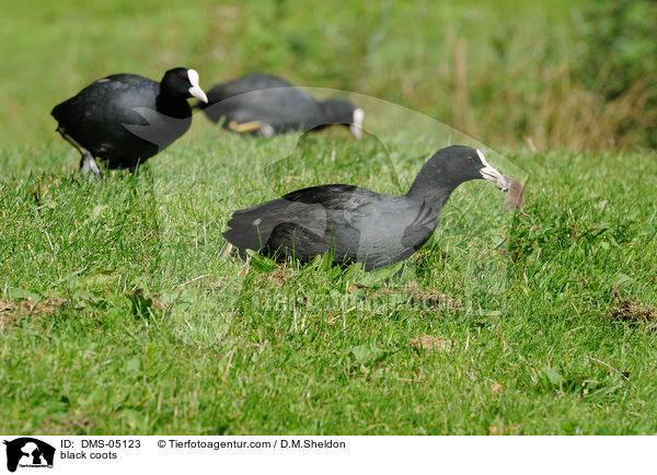 Blsshhner / black coots / DMS-05123