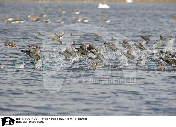 Blsshhner / Eurasian black coots / THA-04138