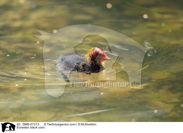 Blsshuhn / Eurasian black coot / DMS-07313