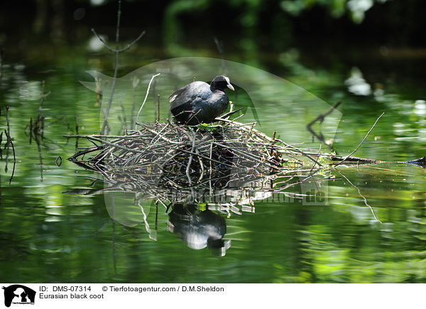 Blsshuhn / Eurasian black coot / DMS-07314
