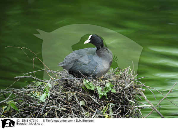 Blsshuhn / Eurasian black coot / DMS-07319