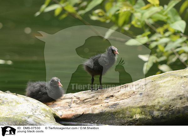 junge Blsshhner / young black coots / DMS-07530