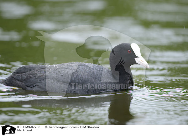 Bl�sshuhn / black coot / DMS-07708