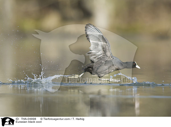 Blsshuhn / Eurasian black coot / THA-04898