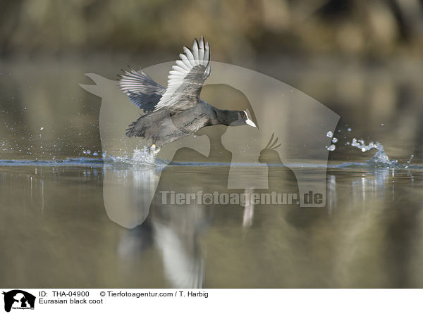 Blsshuhn / Eurasian black coot / THA-04900