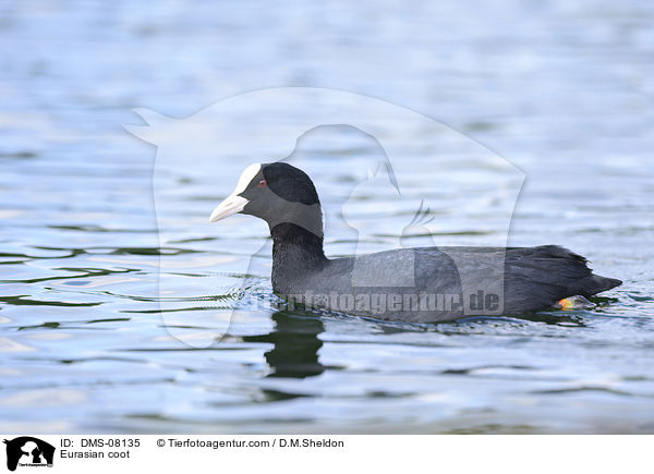 Blsshuhn / Eurasian coot / DMS-08135