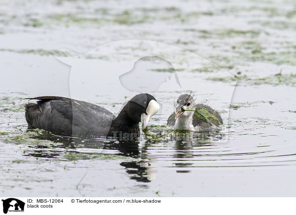 Blsshhner / black coots / MBS-12064