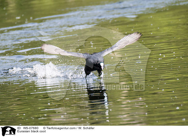 Blsshuhn / Eurasian black coot / WS-07680