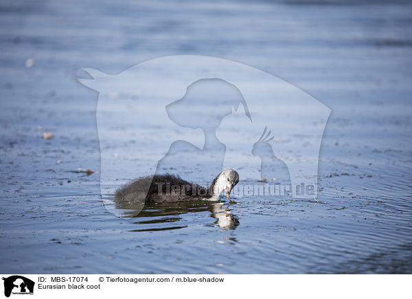 Eurasian black coot / MBS-17074
