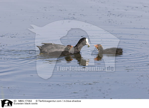 Eurasian black coots / MBS-17082