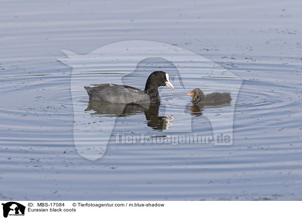 Eurasian black coots / MBS-17084