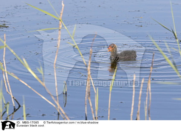 Eurasian black coot / MBS-17085