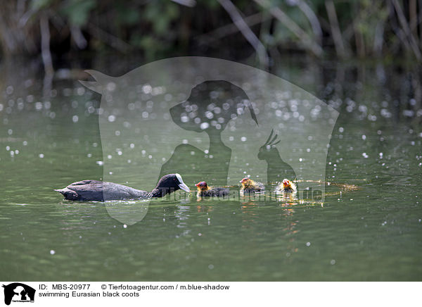 swimming Eurasian black coots / MBS-20977