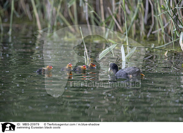 schwimmende Blsshhner / swimming Eurasian black coots / MBS-20979