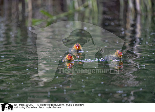 schwimmende Blsshhner Kken / swimming Eurasian black coots chicken / MBS-20980