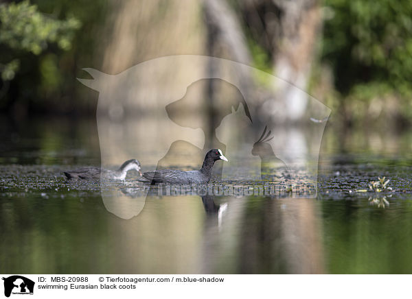 schwimmende Blsshhner / swimming Eurasian black coots / MBS-20988