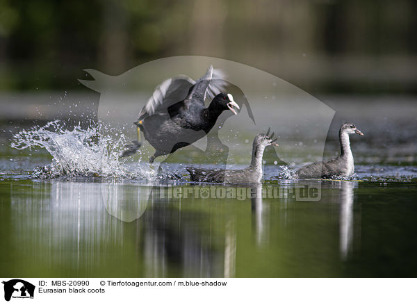 Eurasian black coots / MBS-20990