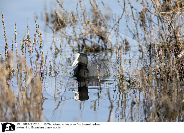 schwimmende Blsshhner / swimming Eurasian black coots / MBS-21211