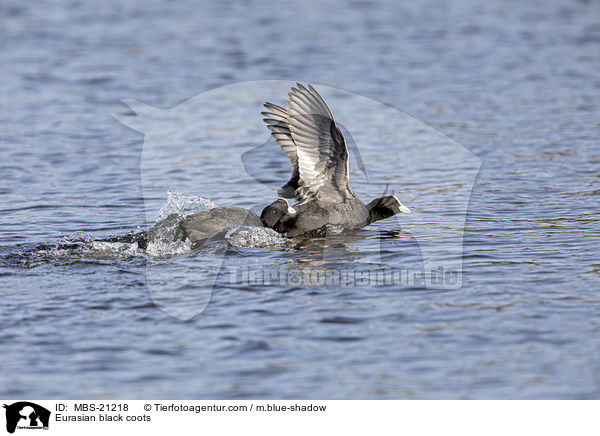 Eurasian black coots / MBS-21218