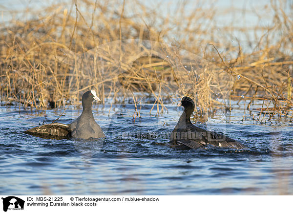 swimming Eurasian black coots / MBS-21225