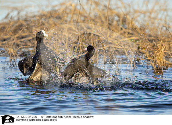 swimming Eurasian black coots / MBS-21226