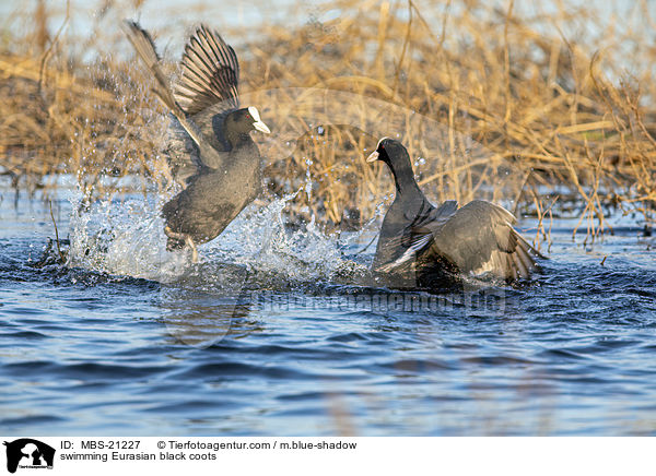 swimming Eurasian black coots / MBS-21227