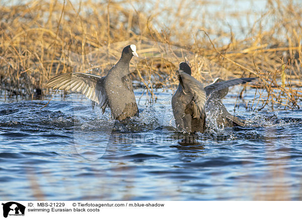 swimming Eurasian black coots / MBS-21229