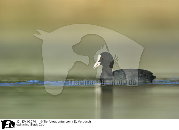 schwimmendes Blsshuhn / swimming Black Coot / DV-03670