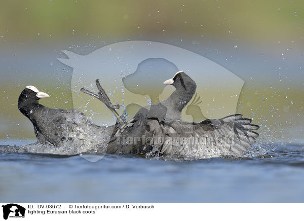 kmpfende Blsshhner / fighting Eurasian black coots / DV-03672
