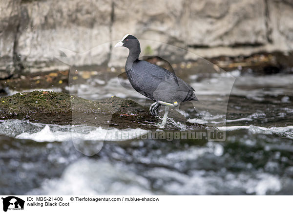 laufendes Blsshuhn / walking Black Coot / MBS-21408