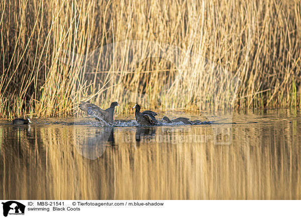 swimming  Black Coots / MBS-21541