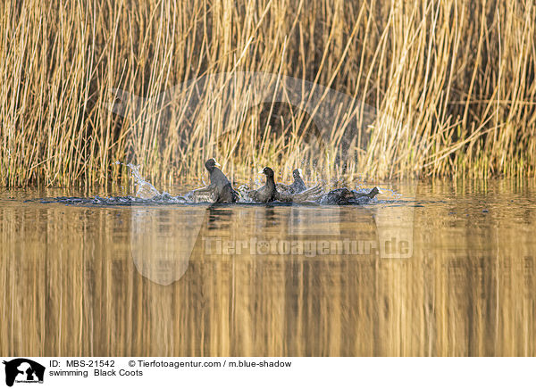 swimming  Black Coots / MBS-21542