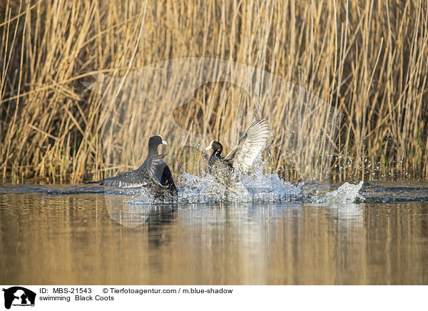 swimming  Black Coots / MBS-21543